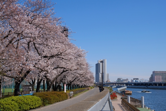 隅田公園お花見は場所取りできる？混雑状況や見頃を調査