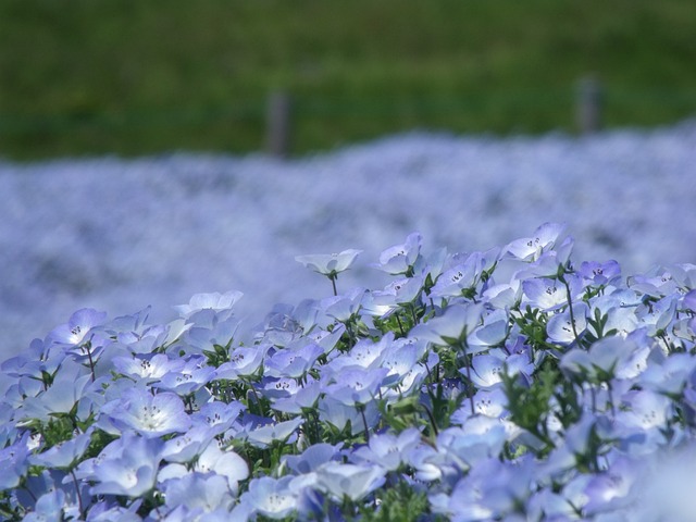 ソレイユの丘ネモフィラ2025見頃は？いつからいつまでか開花状況を調査