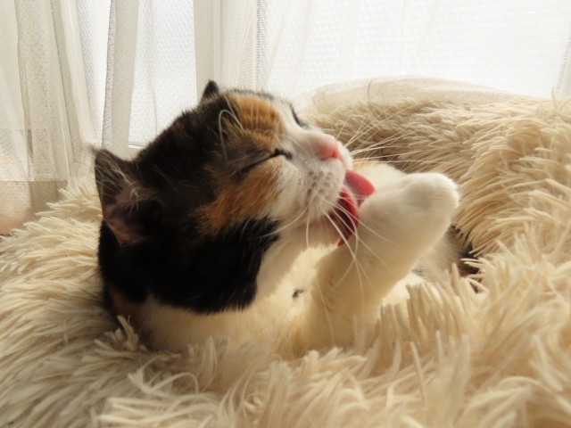 うちの子のけだまだまガチャガチャはどこにある？設置場所と予約方法を徹底解説！