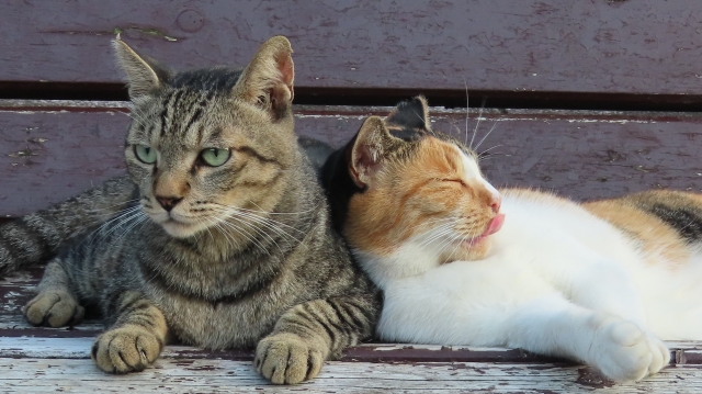 ハクビシンが猫食べることある?どっちが強いか飼い猫を守る方法も