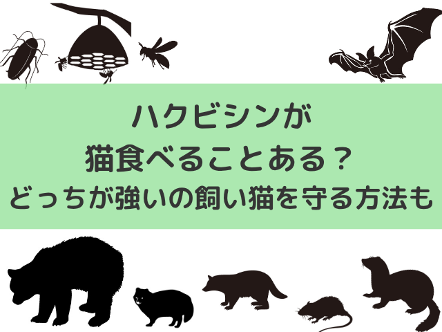 ハクビシンが猫食べることある？どっちが強いか飼い猫を守る方法も