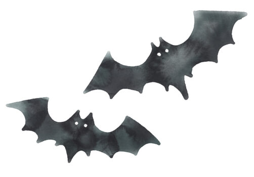 コウモリ一匹いたら何匹いる？見なかったふりはNG！すぐにできる対処法を解説