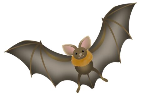 コウモリが家の中で見つからない！どこにいる？なぜ入ってくるのか解説