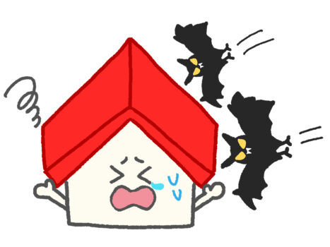 コウモリが家の中で見つからない！どこにいる？なぜ入ってくるのか解説