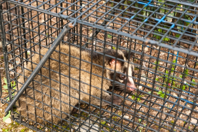 ハクビシン見つけたら警察に通報すればいい？役所や害獣駆除業者など相談先を解説