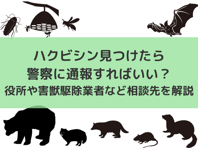 ハクビシン見つけたら警察に通報すればいい？役所や害獣駆除業者など相談先を解説